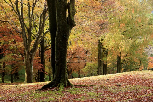 秋の樹木公園（）