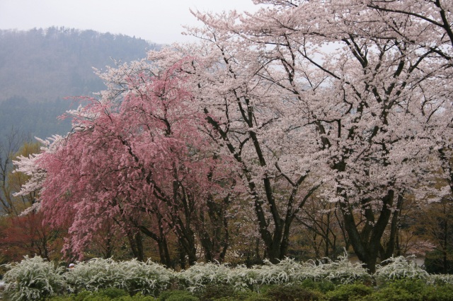 林業試験場樹木公園（）