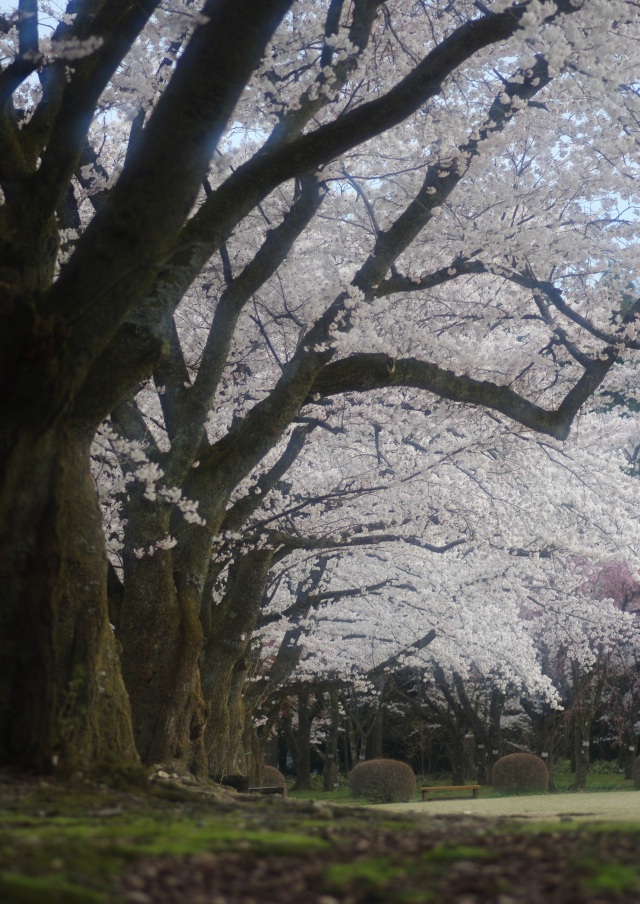 桜