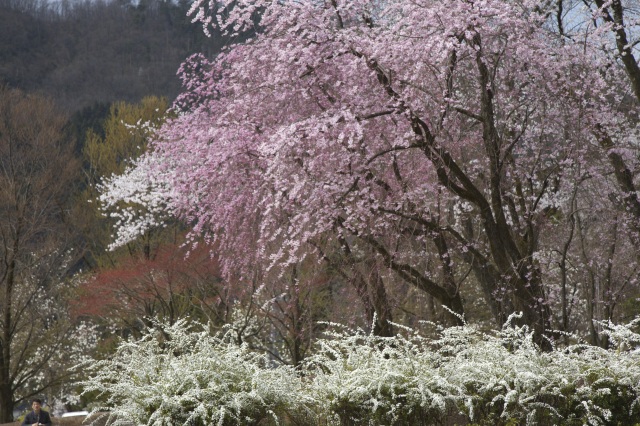 樹木公園の春（）