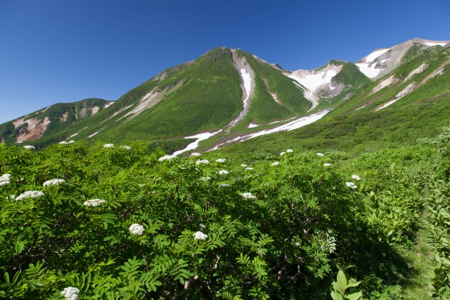 剣ヶ峰とナナカマド