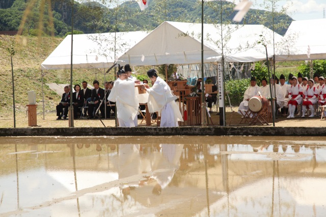 白山比咩神社１４（お田植え祭り）