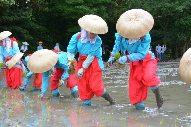 若宮神社お田植え祭り（）