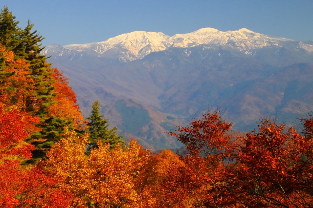 西山の紅葉と冠雪の白山
