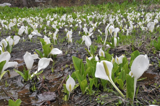 大嵐山水芭蕉