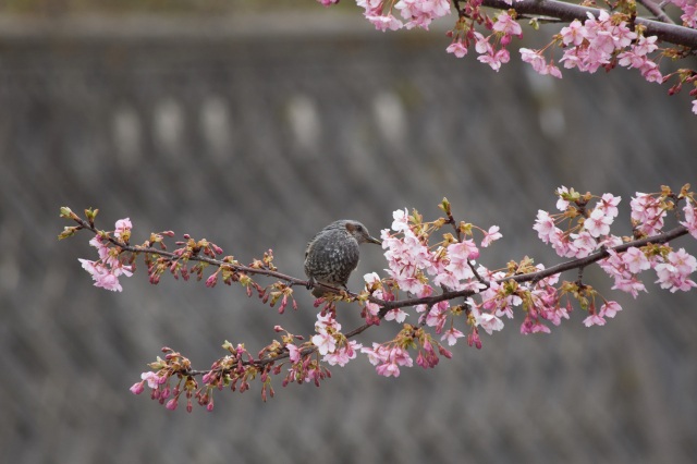 美川の河津桜（）