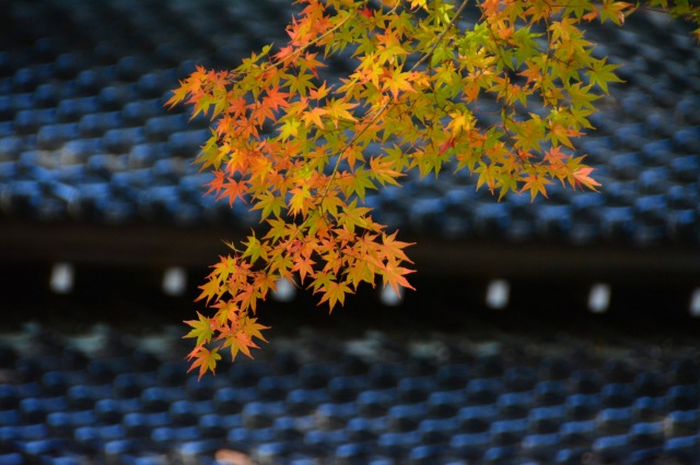 紅葉はじまる