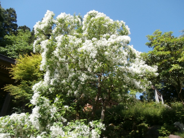 なんじゃもんじゃの花