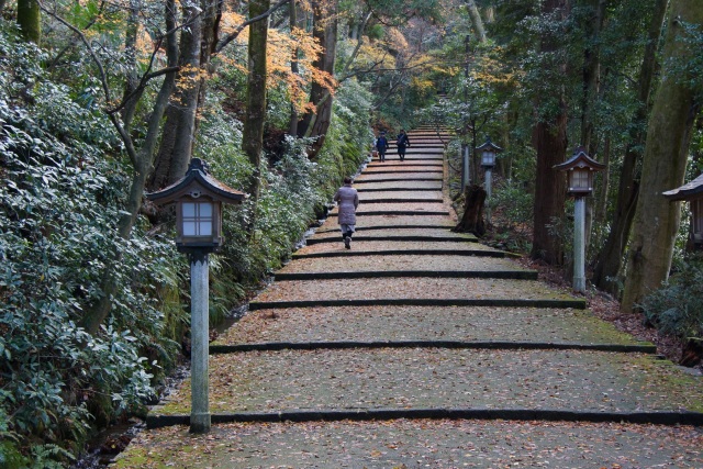 白山比咩神社１８（晩秋の表参道）