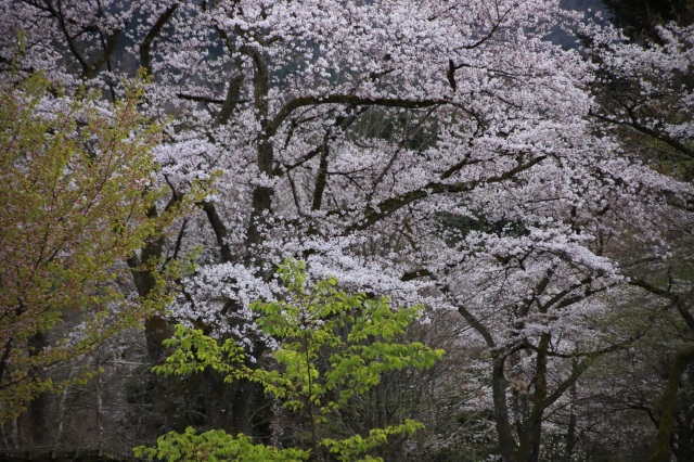 春爛漫