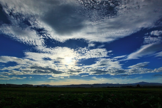 蓮池と美しい空