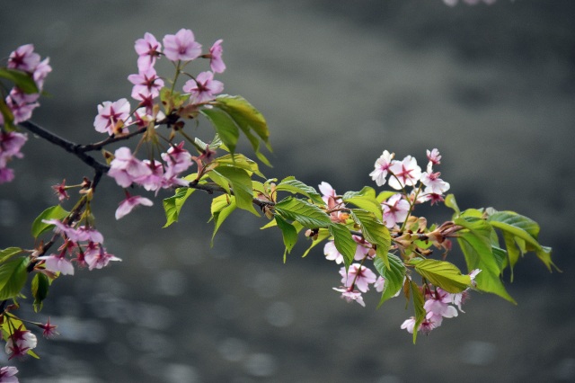 河津桜（）