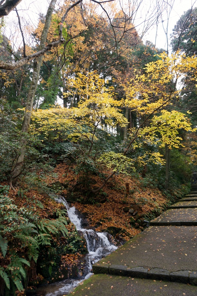 白山比咩神社７（表参道の紅葉）（）