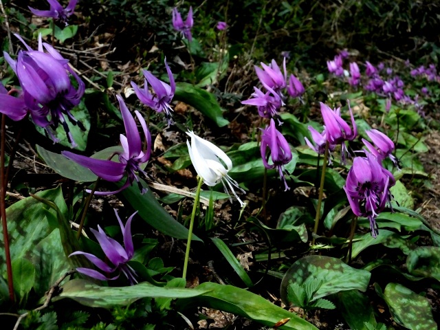 カタクリの花