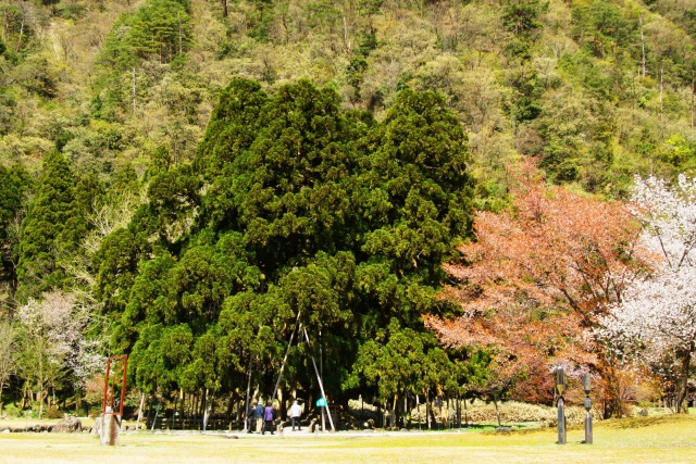 春のおぼけ杉