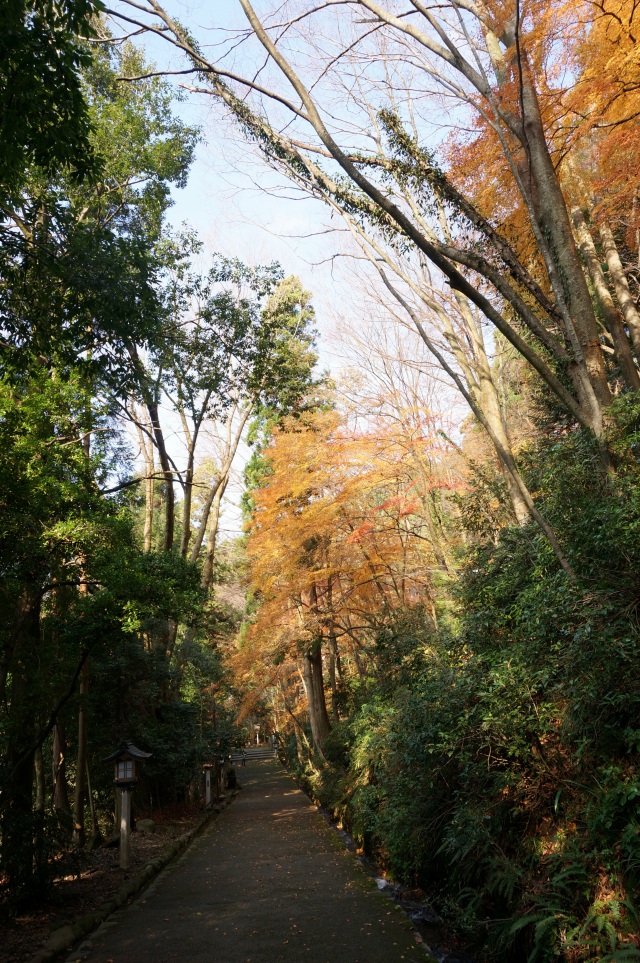 白山比咩神社８（表参道の紅葉２）（）