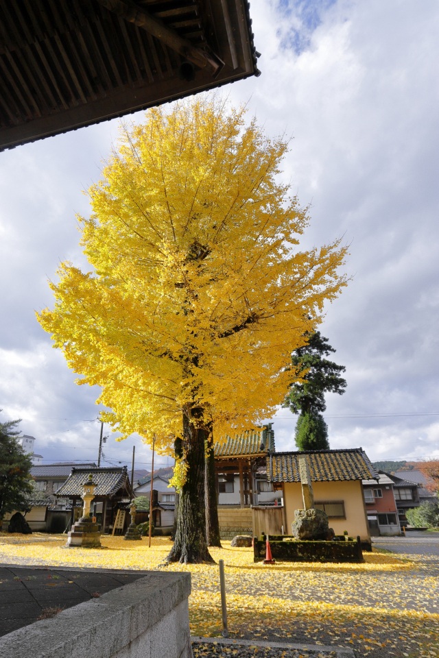 大銀杏