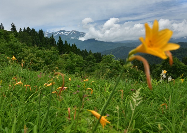 夏来る-2