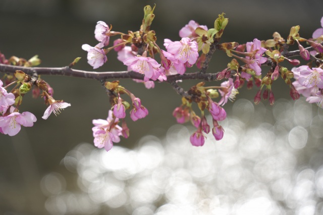 美川の河津桜（）