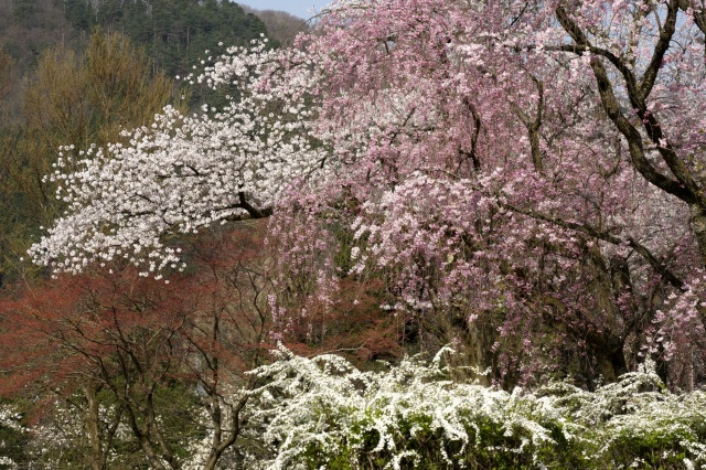 桜