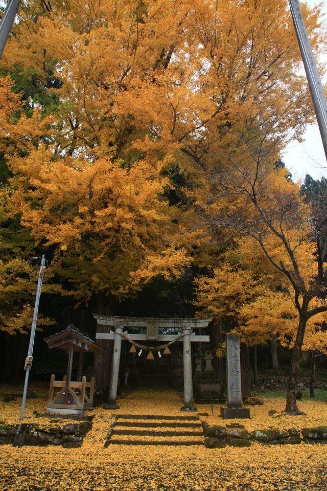 黄色い参道