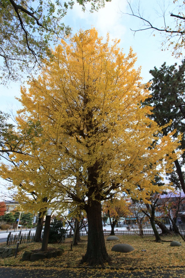 銀杏の木