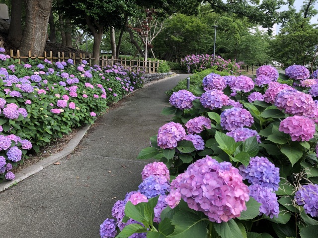 松任城址公園のあじさい（）