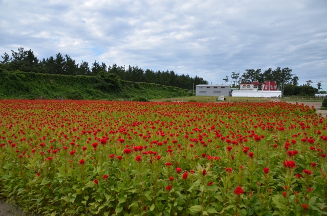 八田農村公園　ケイトウ（）