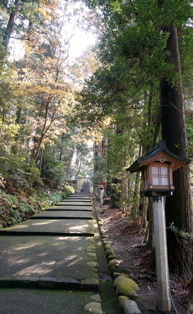 白山比咩神社１２（木漏れ日の表参道２）（）