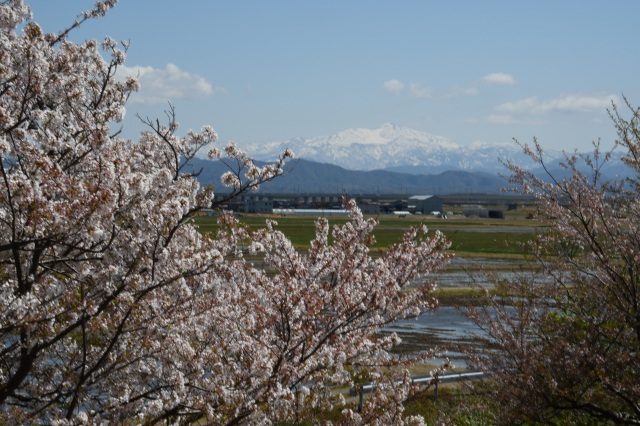 手取川砂防沿いからの白山（）