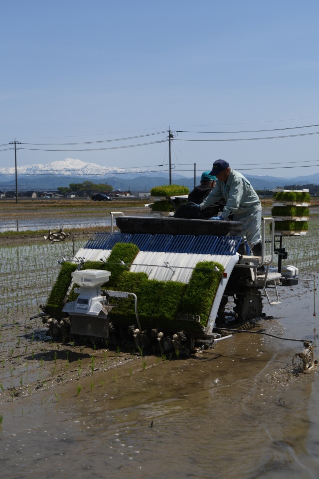 白山と田植え　松任付近