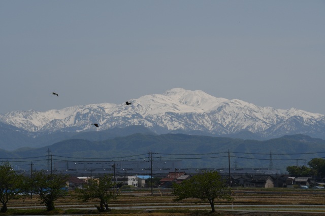 松任地域からの白山（）