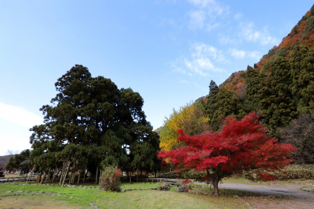 御仏供杉と紅葉１（）