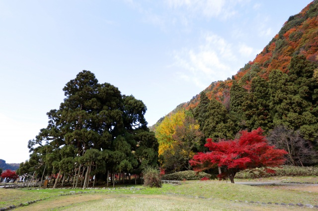 御仏供杉と紅葉２（）