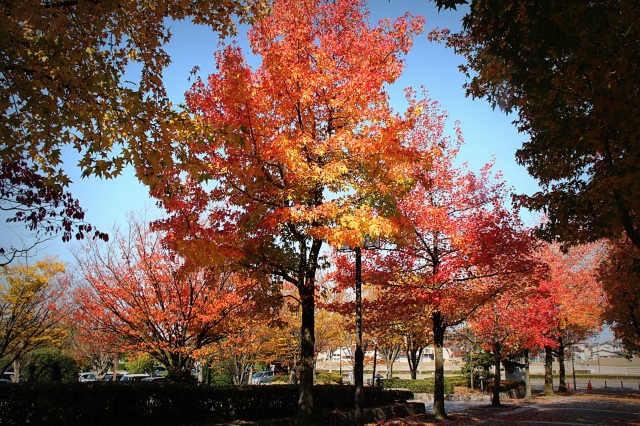 松任運動公園の紅葉（）