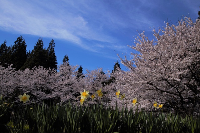 樹木公園の春