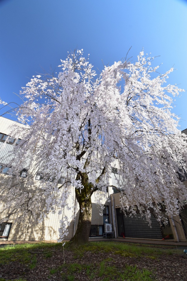 枝垂桜