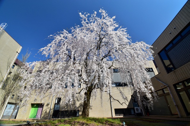 枝垂桜