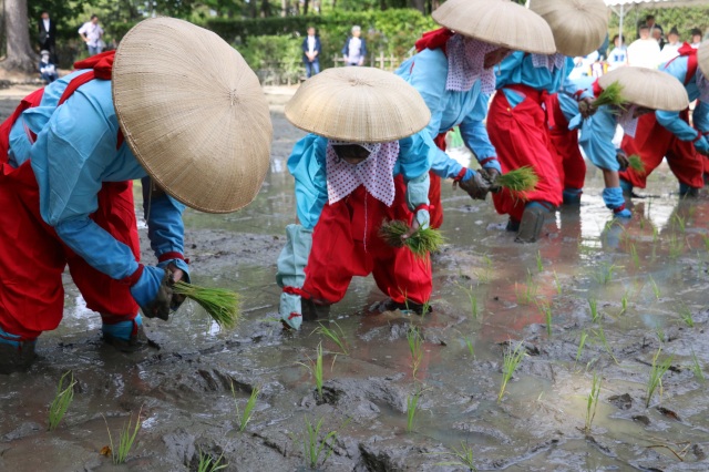 お田植神事（）