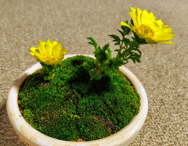伝統　松任芽（福寿草）（）