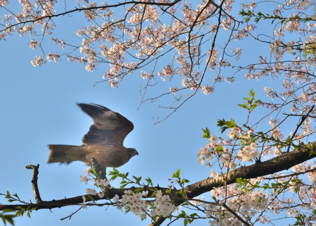 鳶もお花見（）