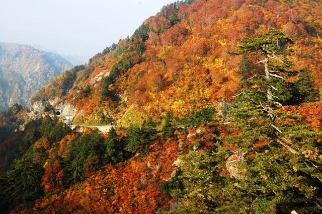 白山白川郷ホワイトロード（紅葉）