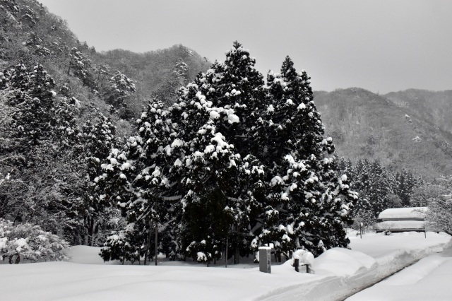 雪の御仏供杉（）