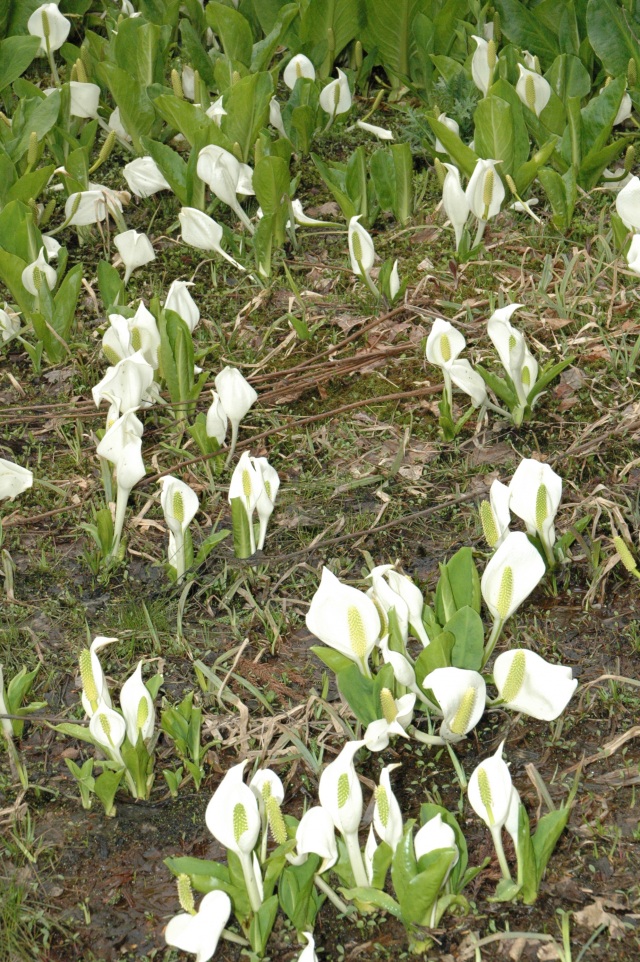 白峰大嵐山水芭蕉（）