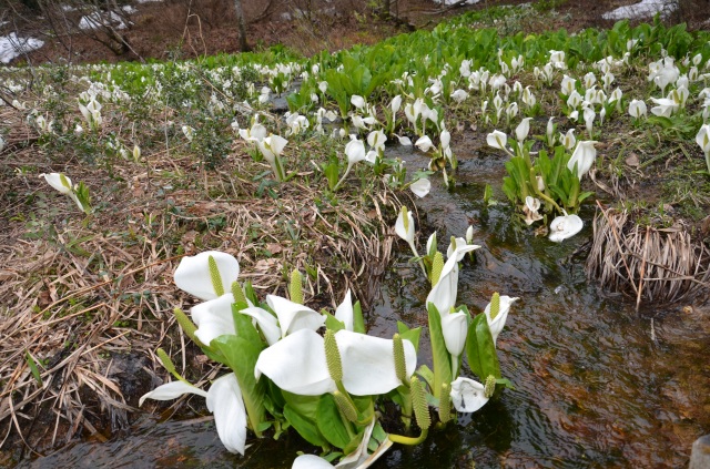 白峰大嵐山水芭蕉２