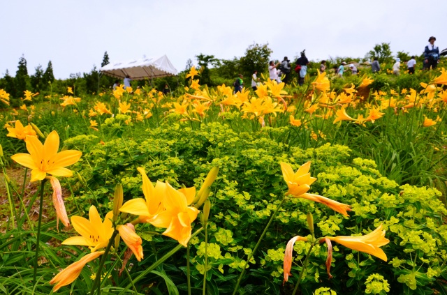 白山高山植物園2（）