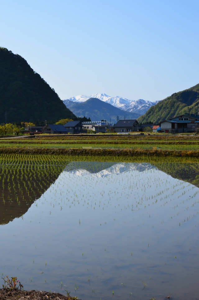 水田と白山