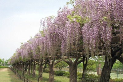 白山市の晩春～初夏を彩る百花繚乱、ほんの一部をご紹介