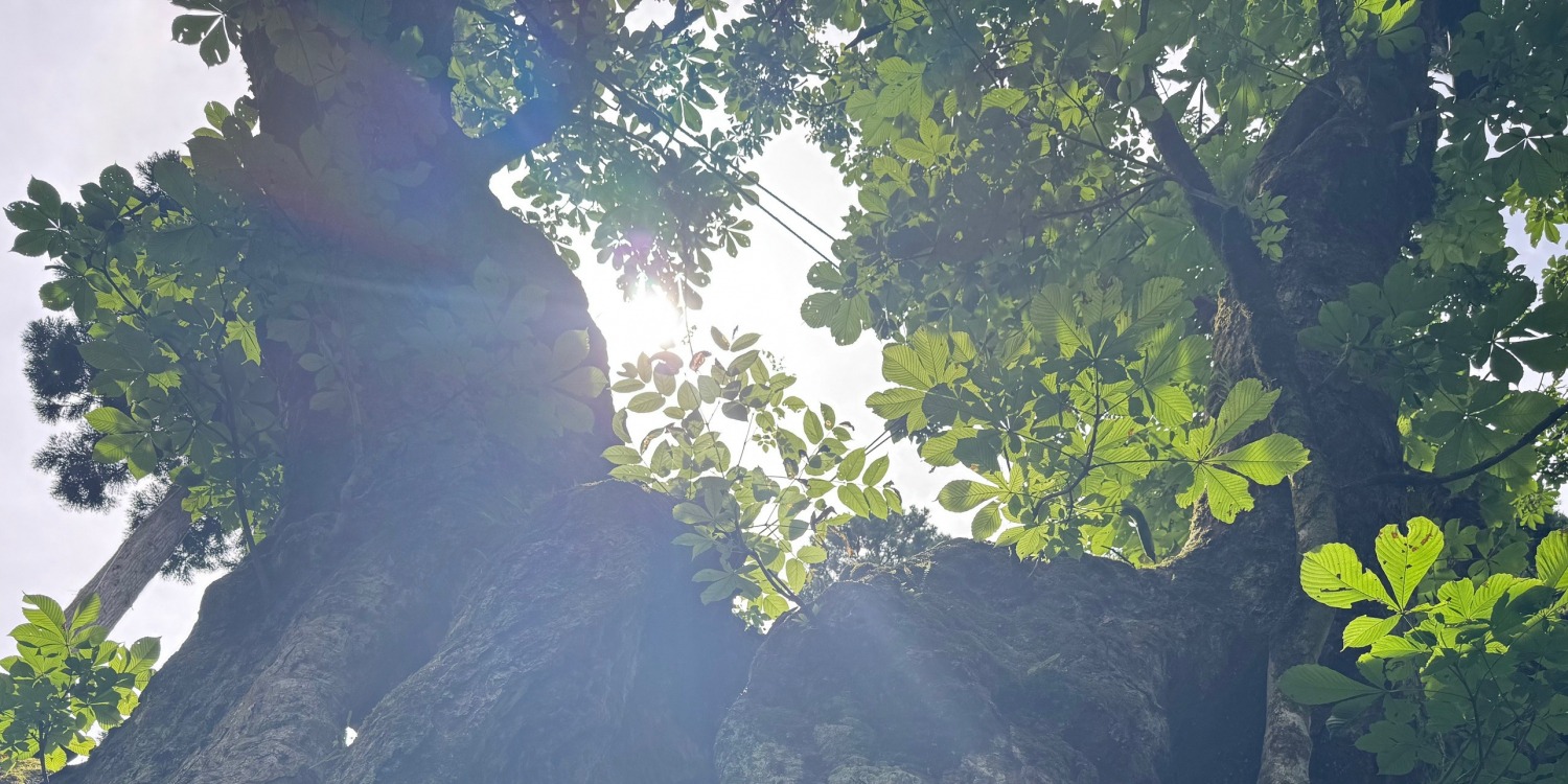 城下町金沢と霊峰白山を巡る旅 ～巨樹・神木・名木 編～