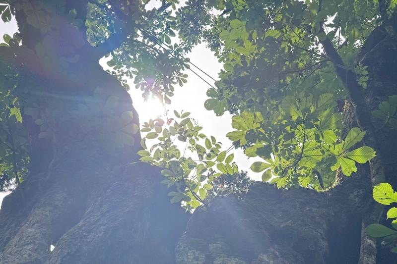 城下町金沢と霊峰白山を巡る旅 ～巨樹・神木・名木 編～